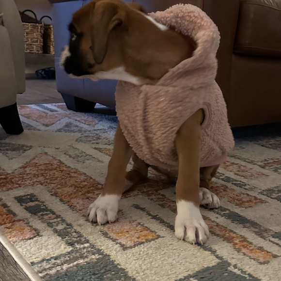 Dog - Picture 10 of 13